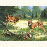 ����� ��� ��������� CDM-51127 "�� ������"