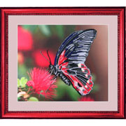 Butterfly / btf-103 ������� 3