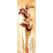 LANARTE / 34925 Iris - Botanical